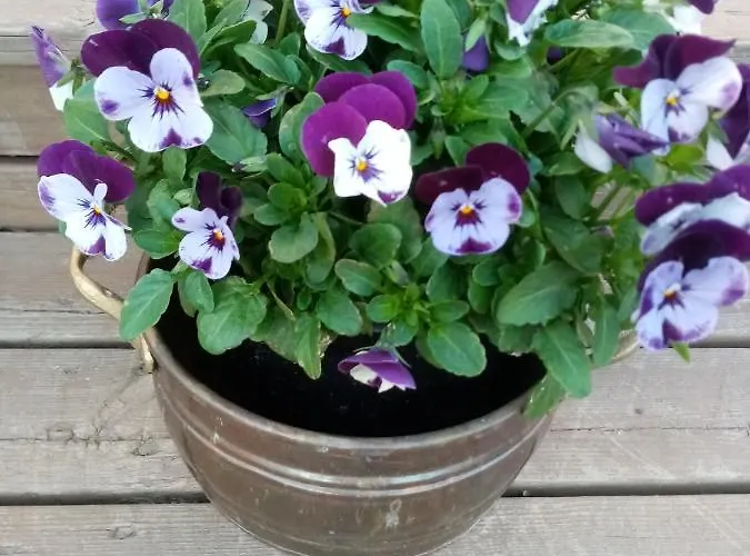 Foggy Island Bed & Breakfast Kasko