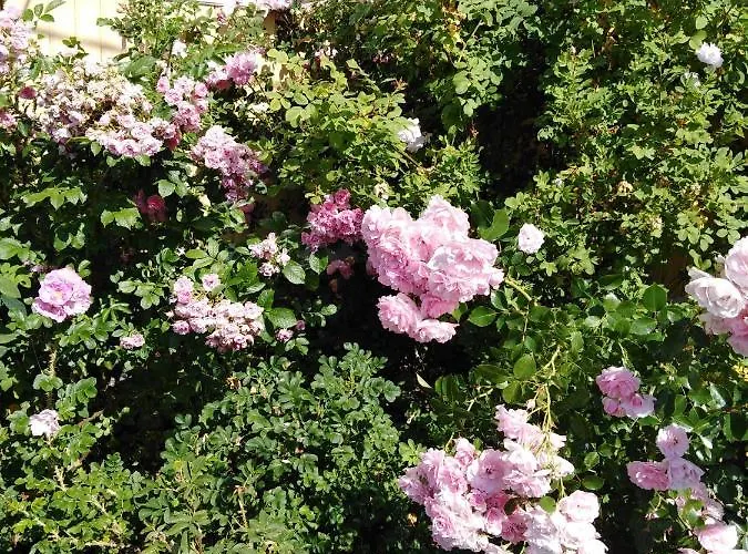 Bed & Breakfast Foggy Island *