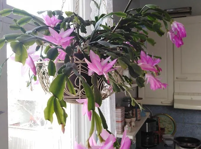 Bed & Breakfast Foggy Island